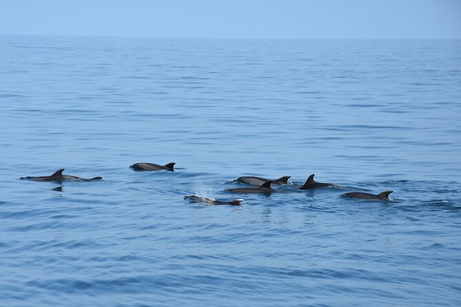 Dolphin Sightseeing Boat Tour from Benalmadena - Setting out from Benalmádena Marina