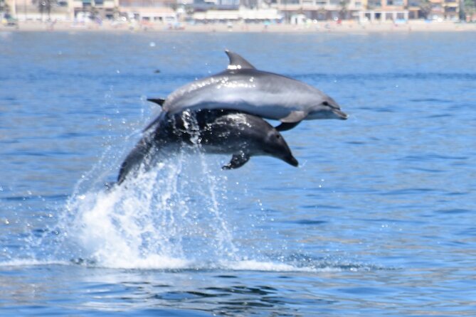 Dolphin Sightseeing Boat Tour from Benalmadena - Coastal views from El-Bil-Bil Castle to Torremolinos