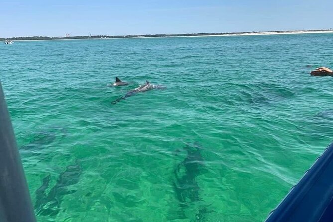 Dolphin & Sightseeing Cruise + Beach Stop + Snorkel + Equipment - Finding Dolphins in Pensacola Waters