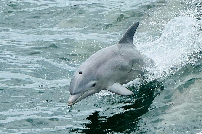 Dolphin & Sightseeing Cruise + Beach Stop + Snorkel + Equipment - Beach Stops Near the Pass and Sand Island