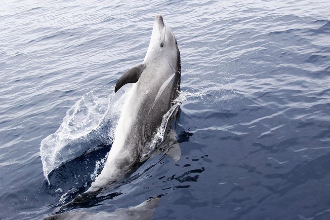 Dolphin Sightseeing on the Privateer Catamaran - Shell Island Views and Possible Gulf Water
