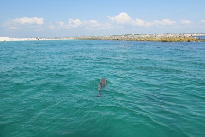 Dolphin Sightseeing on the Privateer Catamaran - Who Will Enjoy This Cruise Most?