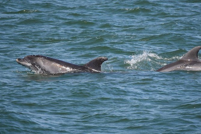 Dolphin Sightseeing on the Privateer Catamaran - Grand Lagoon and St. Andrews Bay