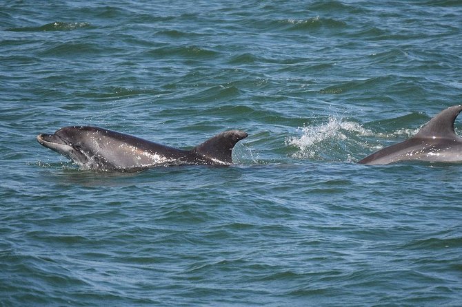 Dolphin Sightseeing Tour on the Footloose Catamaran - Boarding at Paradise Adventures on Jan Cooley Drive
