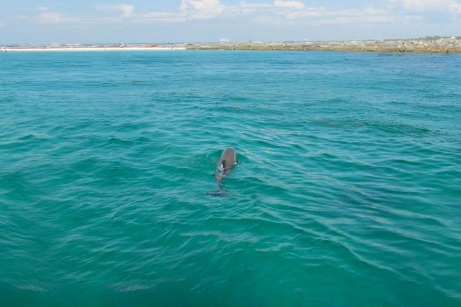 Dolphin Sightseeing Tour on the Footloose Catamaran - Crew service makes the short trip work