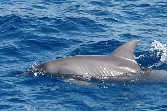 Dolphin Snorkel With private Speed Boat & Water Sports - Hurghada - Water sports add variety to the morning