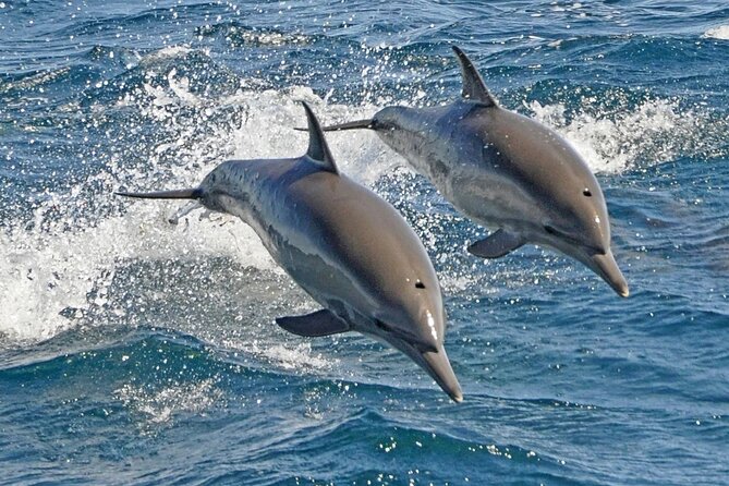 Dolphin Snorkel With private Speed Boat & Water Sports - Hurghada - Dolphin House and the limits of wildlife encounters