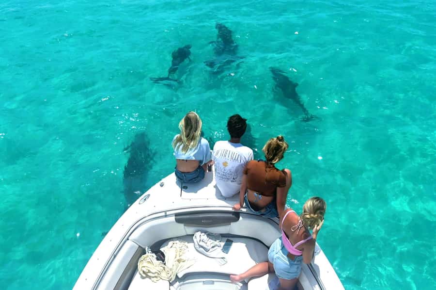 Dolphin & Snorkeling Key West - Key points to know before you book