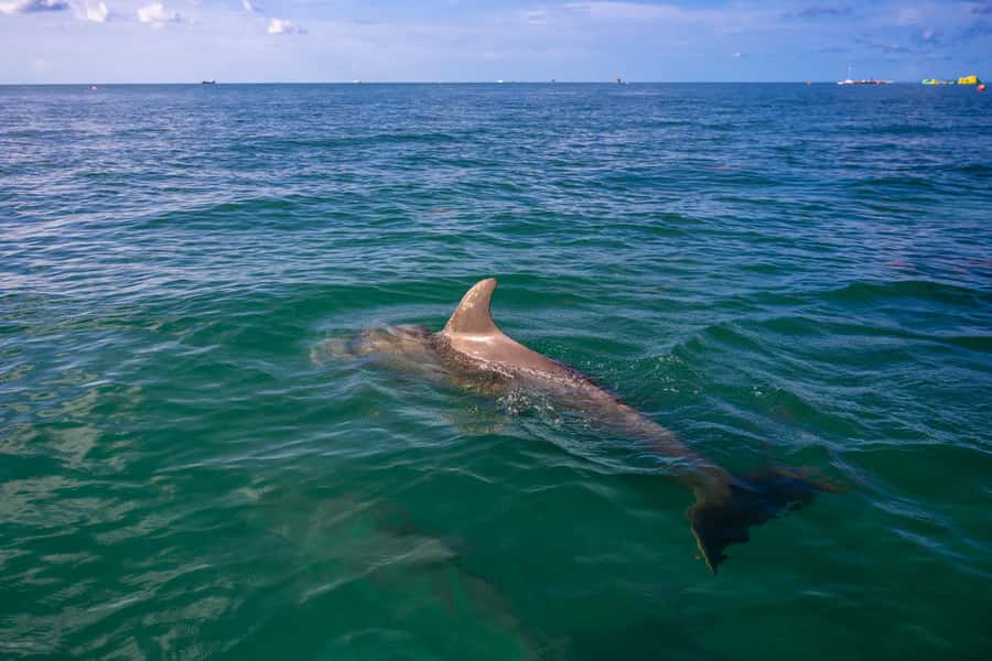 Dolphin & Snorkeling Key West - Snorkeling for beginners and confident swimmers