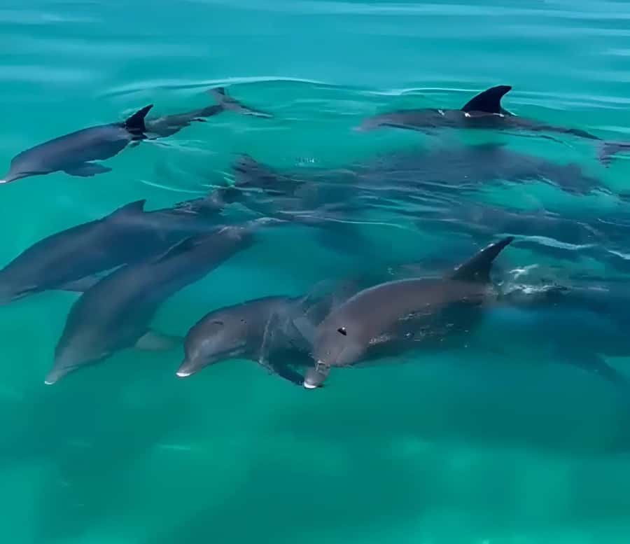 Dolphin & Snorkeling Key West - Family comfort and practical limits