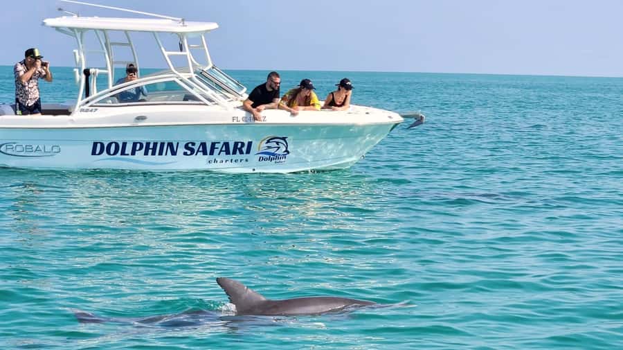 Dolphin & Snorkeling Key West - Watching Key West’s wild dolphins