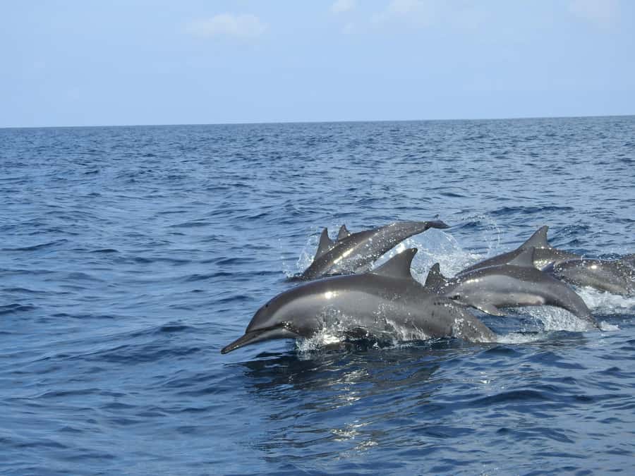 Dolphin, Snorkeling,Turtles and SunSet Cruise with Lunch - Why this makes a full Zanzibar day