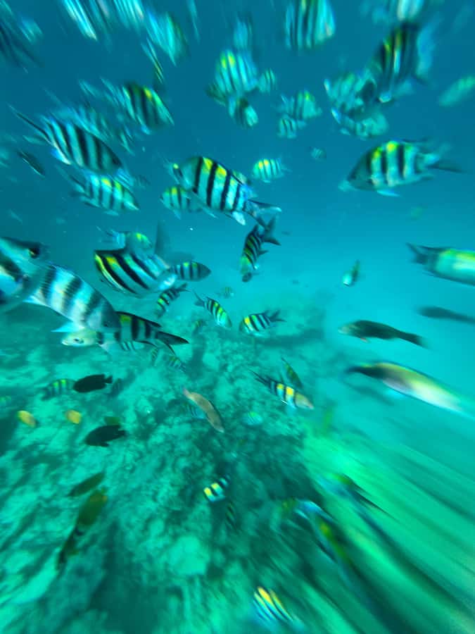 Dolphin, Snorkeling,Turtles and SunSet Cruise with Lunch - Dolphin watching near Mnemba Island