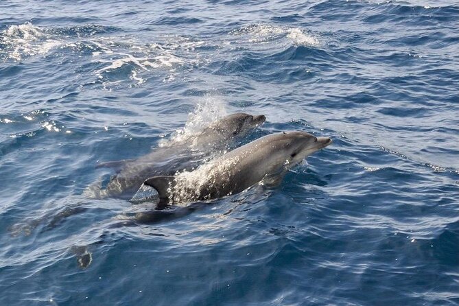 Dolphin spotting in the Gulf of Olbia - Key points at a glance