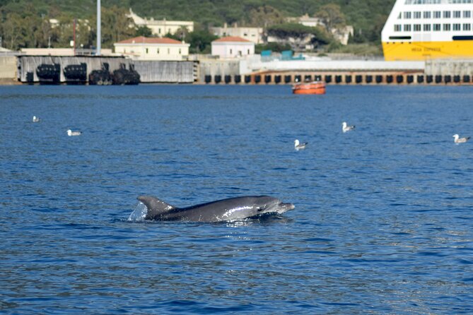 Dolphin spotting in the Gulf of Olbia - Figarolo and the best chance of seeing dolphins