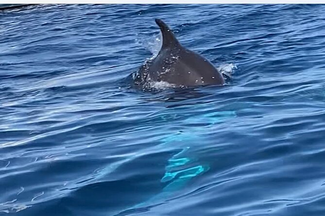Dolphin-spotting SUP tour with Golfo Aranci aperitif - Starting at Spiaggia dei Baracconi in Golfo Aranci