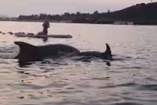 Dolphin-spotting SUP tour with Golfo Aranci aperitif - Paddling toward Figarolo and Cala Moresca