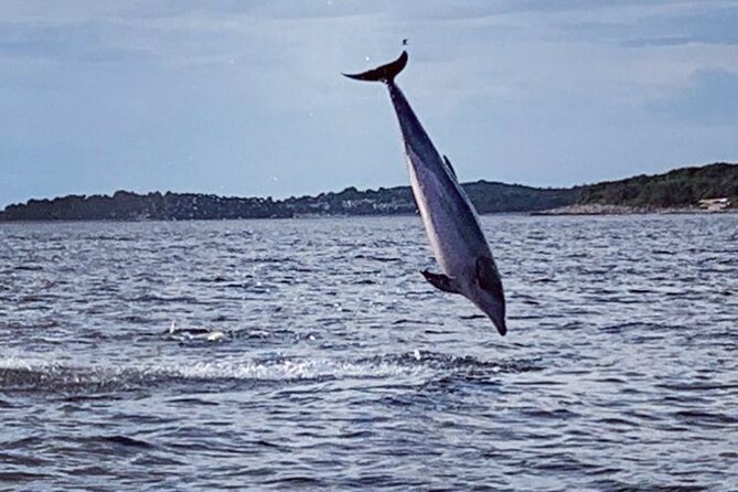 Dolphin Sunset Adventure with Speedboat - Setting out from Vrsar at 6 p.m.