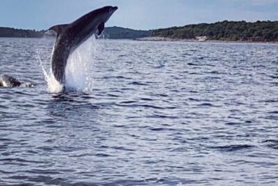 Dolphin Sunset Adventure with Speedboat