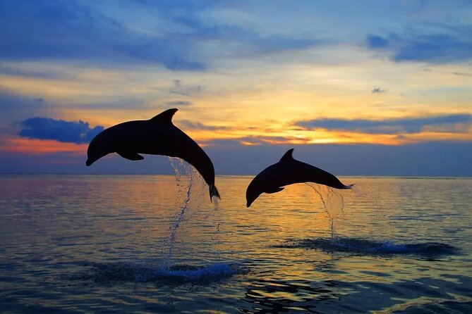 Dolphin Sunset Adventure with Speedboat - The guides make a large difference