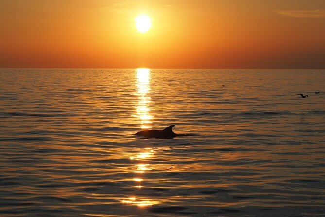 Dolphin Sunset Adventure with Speedboat - Weather is the deciding factor