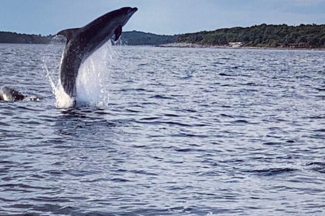 Dolphin Sunset Adventure with Speedboat - The first half is a real dolphin search