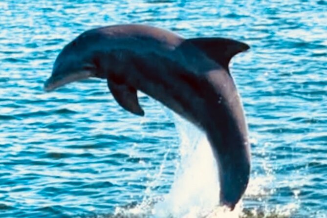 Dolphin Sunset Tour in Orange Beach - Is $31 a fair price for this Orange Beach outing?