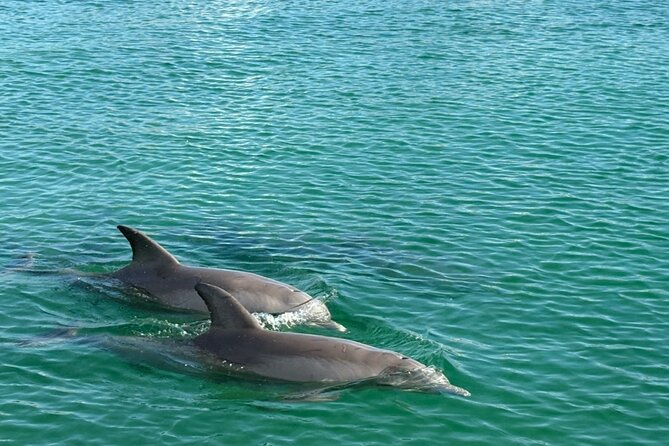 Dolphin Sunset Tour in Orange Beach - Weather, cancellations, and the fine print