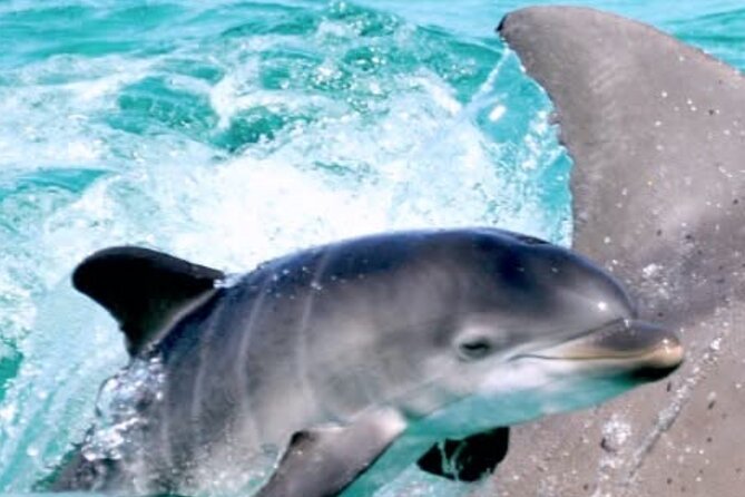 Dolphin Sunset Tour in Orange Beach - Who will enjoy this cruise most