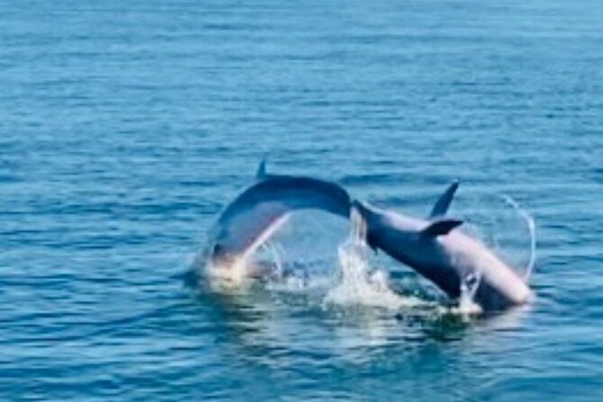 Dolphin Sunset Tour in Orange Beach - Practical tips before you board