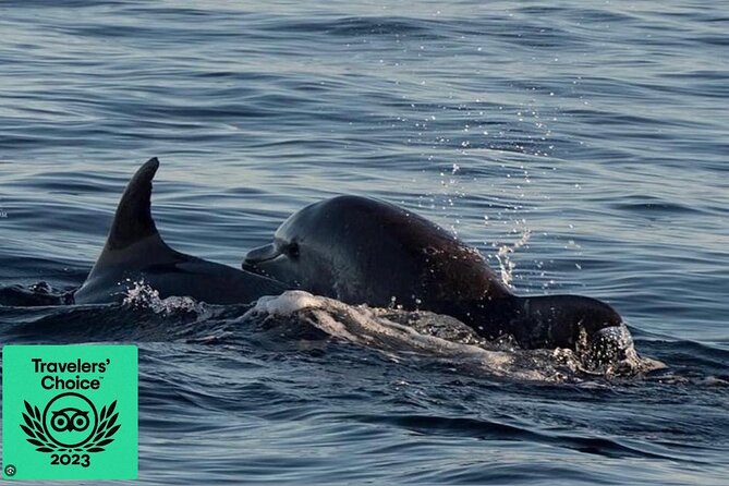 Dolphin & Sunset tour with Brijuni panorama - Meeting at Riva for the 5:00 pm departure