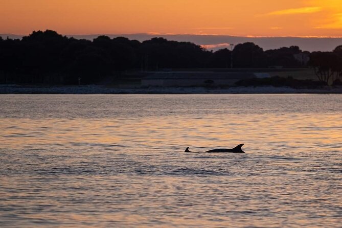 Dolphin & Sunset tour with Brijuni panorama - Looking for dolphins in a protected habitat