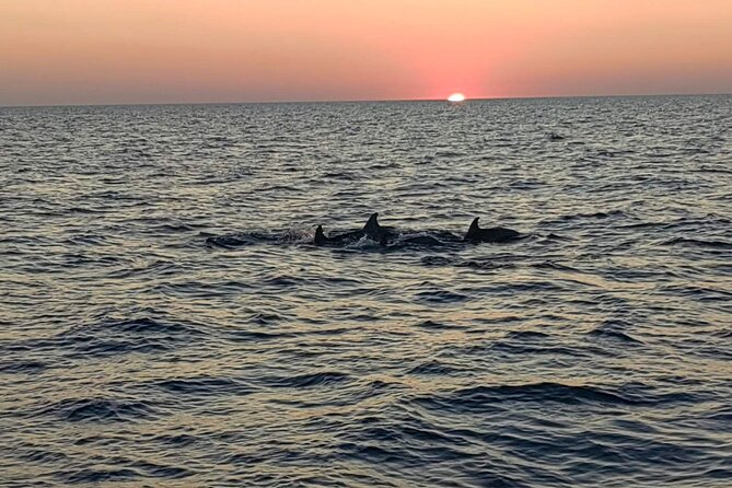 Dolphin & Sunset tour with Brijuni panorama - Dinner, mackerel, and the open bar