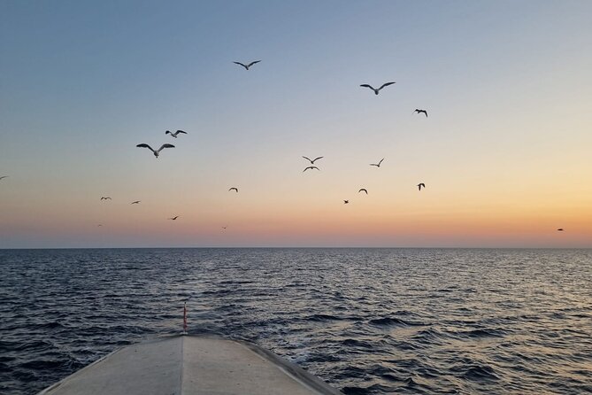 Dolphin & Sunset tour with Brijuni panorama - How the price compares with the experience