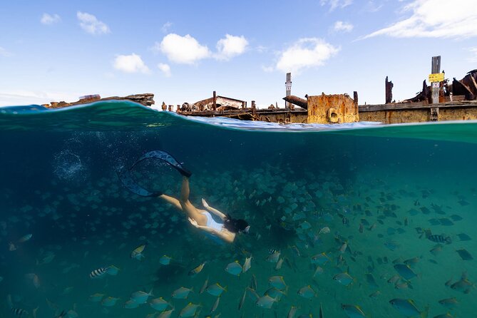Dolphin & Tangalooma Wrecks Snorkel Cruise & Lunch - Brisbane - Searching for dolphins, dugongs, and turtles