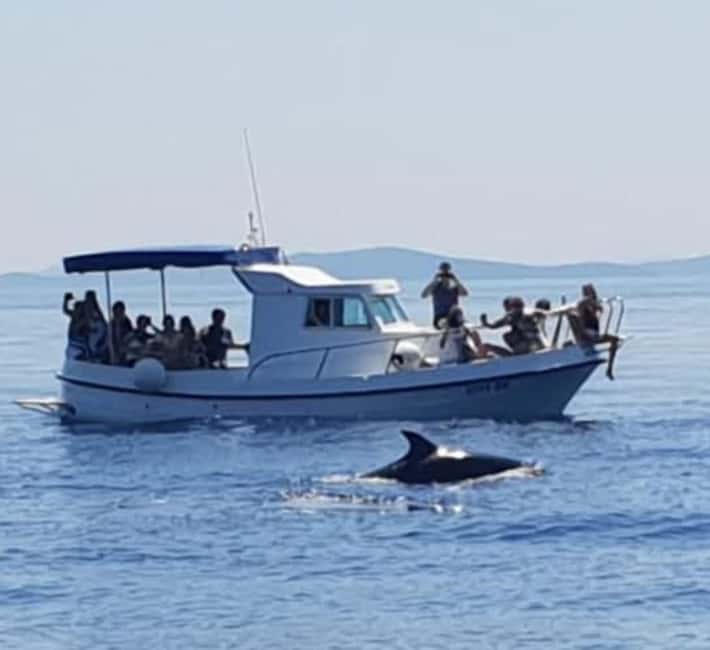 Dolphin tour 2 hours - Key points at a glance