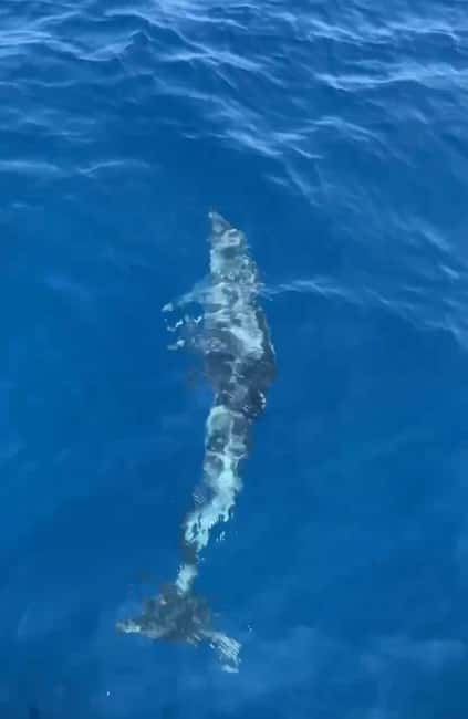 Dolphin tour 2 hours - What to bring and how to prepare