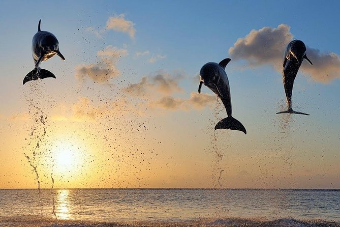 Dolphin Tour and Sunrise Watching in Lovina Beach - All Inclusive - Sunrise, wildlife, and the crowd question