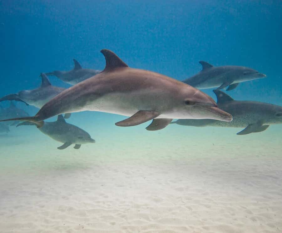 Dolphin tour at kizimkazi and Salaam cave - Two very different water stops in four hours