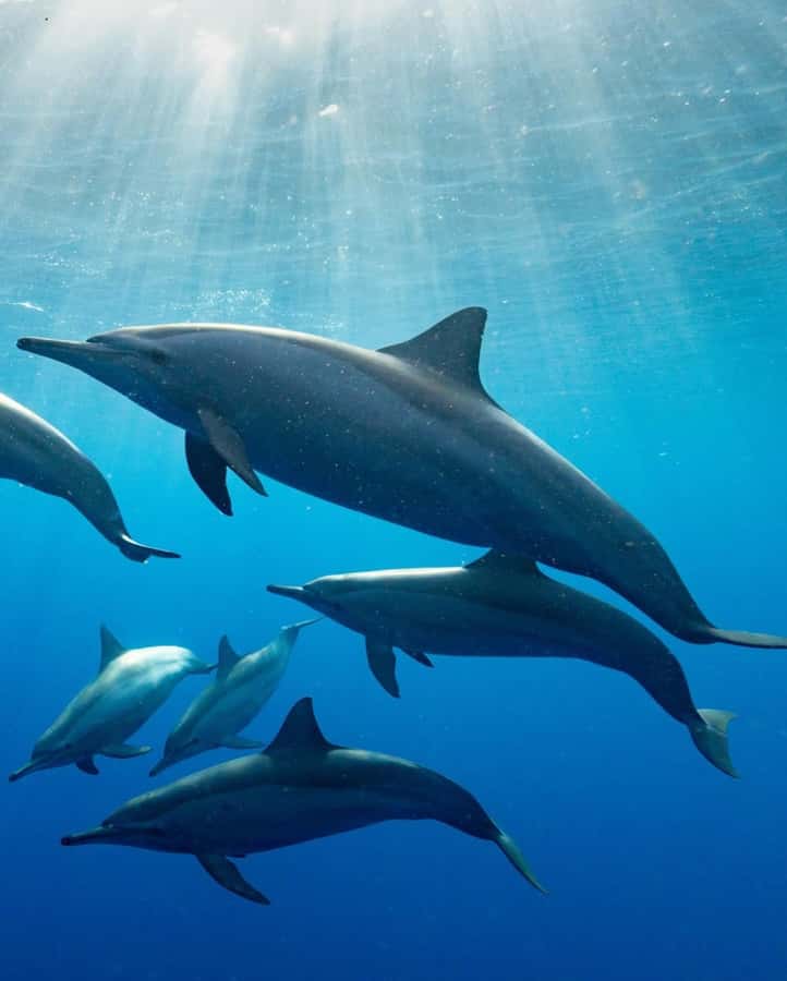 Dolphin tour at kizimkazi and Salaam cave - Safety and comfort checks I would make