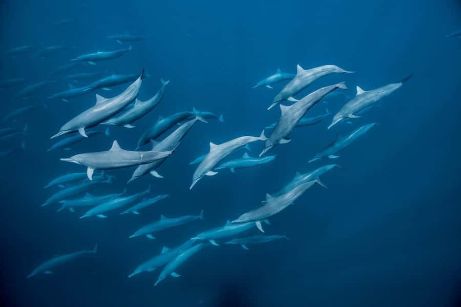 Dolphin tour at kizimkazi and Salaam cave - Who will enjoy this Zanzibar tour most
