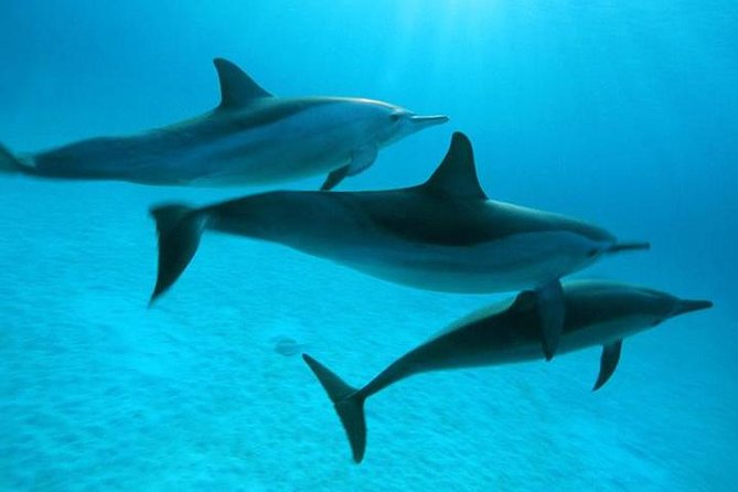 Dolphin Tour Banana Boat from Soma /Sahl Hasheesh/makadi/Safaga - Key points to know before booking