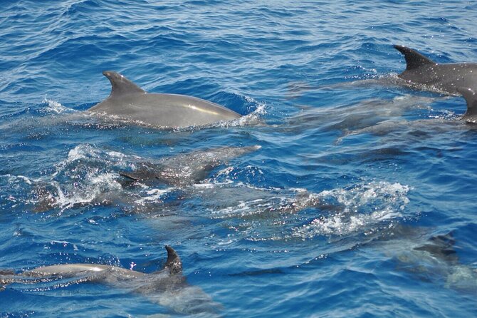 Dolphin Tour Banana Boat from Soma /Sahl Hasheesh/makadi/Safaga - An early pickup from Soma, Sahl Hasheesh, Makadi, or Safaga
