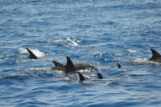 Dolphin Tour Banana Boat from Soma /Sahl Hasheesh/makadi/Safaga - Lunch, coffee, tea, and soft drinks on board