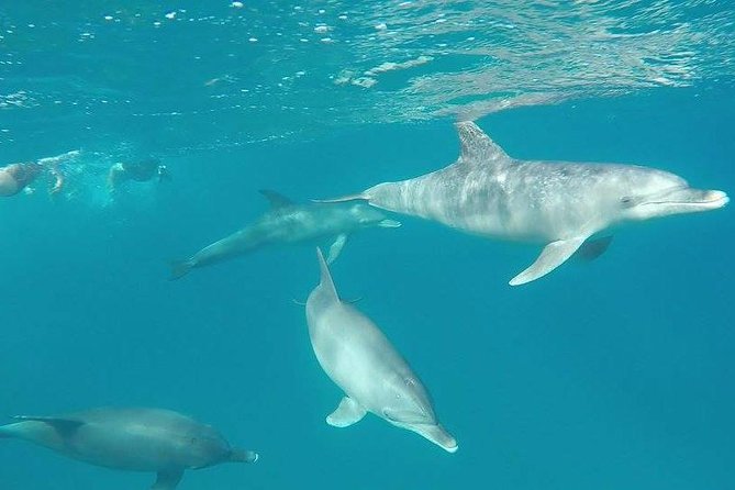 Dolphin Tour Banana Boat from Soma /Sahl Hasheesh/makadi/Safaga - Crew service and safety in the water
