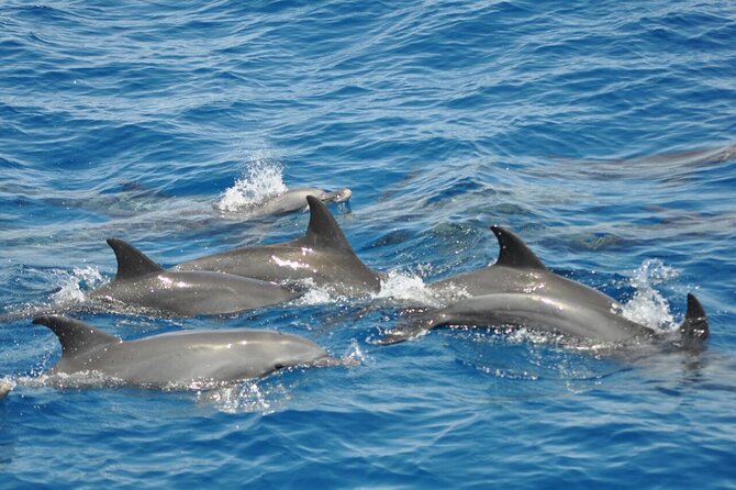 Dolphin Tour Banana Boat from Soma /Sahl Hasheesh/makadi/Safaga - Is $34.84 good value?