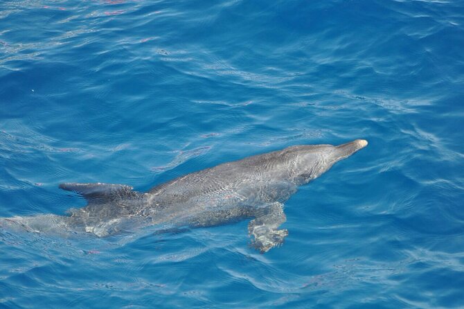 Dolphin Tour Banana Boat from Soma /Sahl Hasheesh/makadi/Safaga - Who will enjoy this Red Sea boat trip?