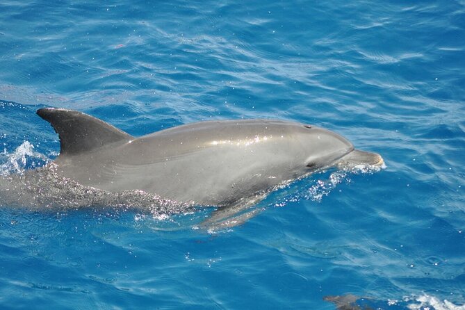 Dolphin tour from El Gouna - Reaching Dolphinhouse and looking for wild dolphins