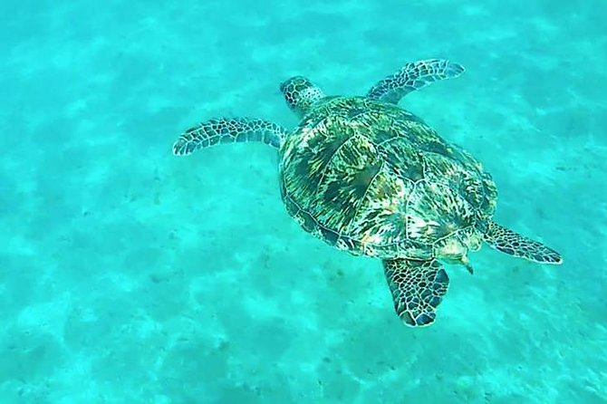 Dolphin tour from El Gouna - Lunch, coffee, tea, and soft drinks on board