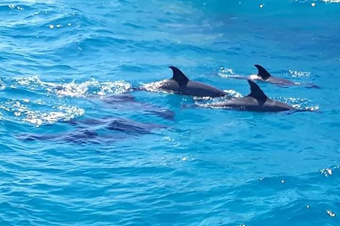 Dolphin Tour in Hurghada - Banana boat and sofa ride before returning